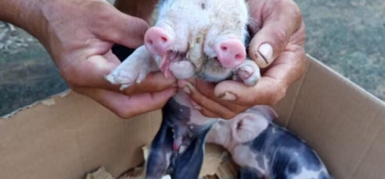 Porco nasce com dois focinhos na zona rural de Feira de Santana